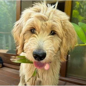 Meet your Posher, Scarlett